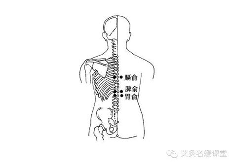 八會穴口訣|經絡系統的特定穴